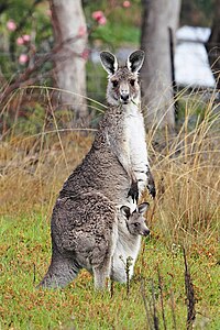 Macropus giganteus