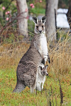 Canguru fêmea junto com seu filhote
