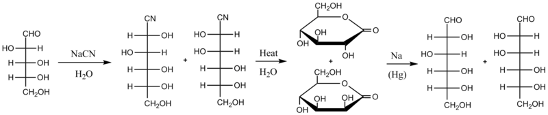 Kiliani-Fischer synthesis starting from D-arabinose, a five-carbon sugar, showing intermediates of each step and forming D-glucose and D-mannose, both six carbon sugars