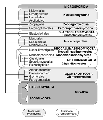 Currently accepted phyla and subphyla in kingdom Fungi Kingdom Fungi.png