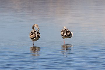 Flamingosi na jezeru