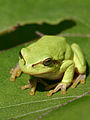 Image 8European treefrog (Hyla arborea) (from Tree frog)