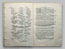 Leonhart Fuchs' drawing of absinthe plant, De Historia Stirpium. Basle 1542 Leonhart Fuchs Historia Stirpium.jpg
