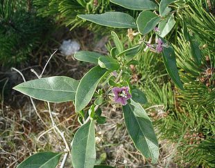 Lycium-halimifolium-flower.JPG