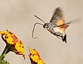 Macroglossum stellatarum libando néctar