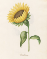 Sonnen Blüme (Sunflower), p. 478