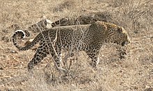 Самец леопарда самбуру 2, crop.jpg