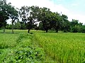 Mango orchard besides paddy field