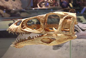마시아카사우루스 두개골