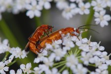 Flugbaggar som parar sig. Foto: Björn Söderlund