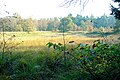 Ven in het Meindersveen nabij Borger