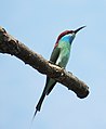 Blue-throated bee-eater