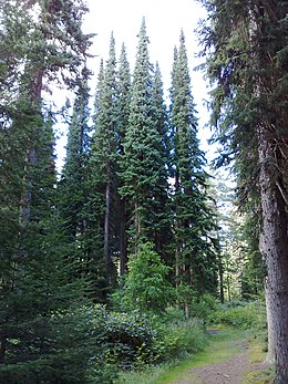 Szerb lucok a Mustila Arborétumban (Finnország, Elimäki)