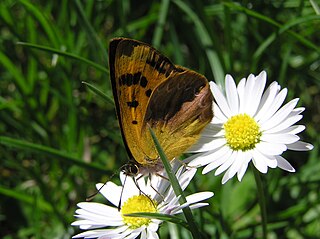 File:NZ Glade copper butterfly, female 02.JPG - Wikiped