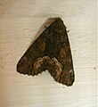 029 Noctuidae ??