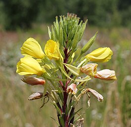 In lyts nachtlampke (Oenothera rubricaulis).