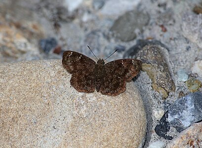 Dorsal view