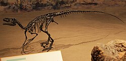 Ornitholestes mount at Royal Tyrrell Museum.jpg