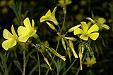 長い花茎の先に複数の花をつける