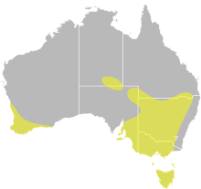 Oxyura australis distribution.svg