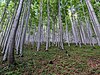 bučina nad Horní Lomnou chráněná v rámci PR