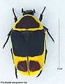 Pachnoda marginata (Drury, 1773)