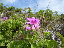 Pelargonium cucullatum Contour Path Rhodes Mem.JPG