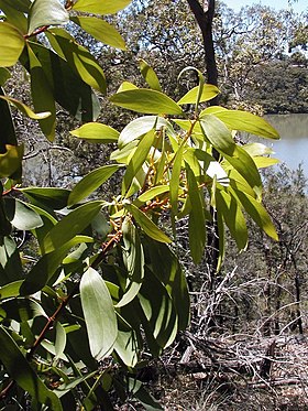 Persoonia levis