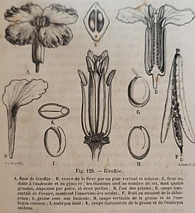 Organes des giroflées (1876).