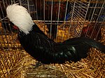 Coq Hollandaise nain noir à huppe blanche