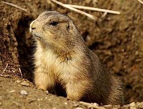 Лучний собачка чорнохвостий (C. ludovicianus)