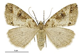 Pseudocoremia ombrodes