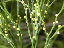 Haarusanikkainen (Psilotum nudum).