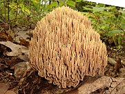 Ramaria stricta