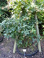 Rubus goniophorus - Botanischer Garten, Frankfurt am Main - DSC02463.JPG