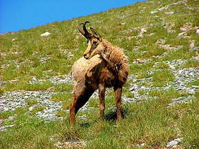 Rupicapra rupicapra balcanica στον Όλυμπο