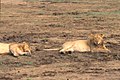 Due maschi di leone del Congo che riposano in una zona aperta all'interno del parco nazionale vicino a Rwindi