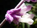 Miniatura para Salvia leucantha