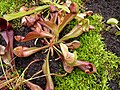 S. psittacina x S. purpurea seedling