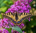 Papilio machaon, Buddleja