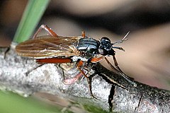 Sepedon.sphegea.jpg