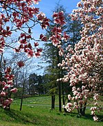 Shaw Nature Reserve magnolias and daffodils 1.jpg