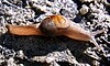 a crawling light brown semi-slug