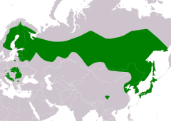 alt=Distribución de Strix uralensis      Área de ocupación sedentaria.