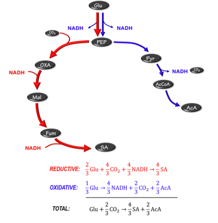 Figure 2: Metabolic pathway for producing succinic acid. NADH balance is achieved by acetic acid production. Pyruvate oxidation via the pyruvate dehydrogenase route.