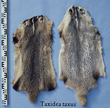 Badger pelts Taxidea taxus (American badger) fur skin.jpg