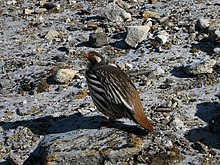 Tetraogallus tibetanus.jpg