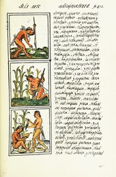 Cultivation of maize, in an illustration from the 16th c. Florentine Codex The Florentine Codex- Agriculture.tiff