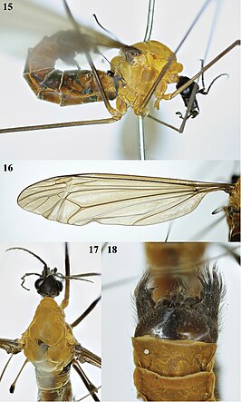 Tipula (Formotipula) melanopyga