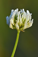 Miniatura para Trifolium repens